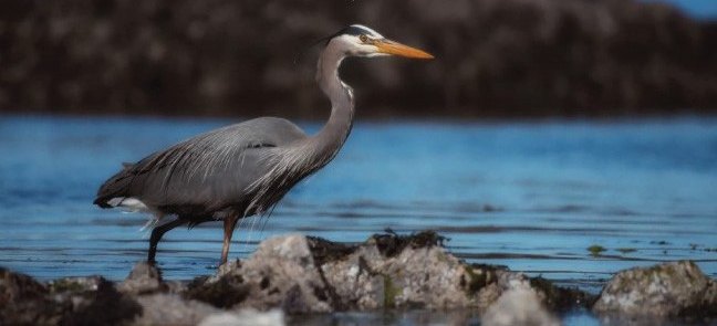 Great blue heron standing in shallow water
