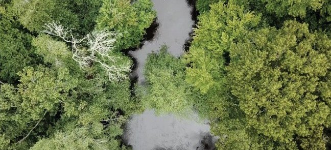 Aerial view of a river running through forest